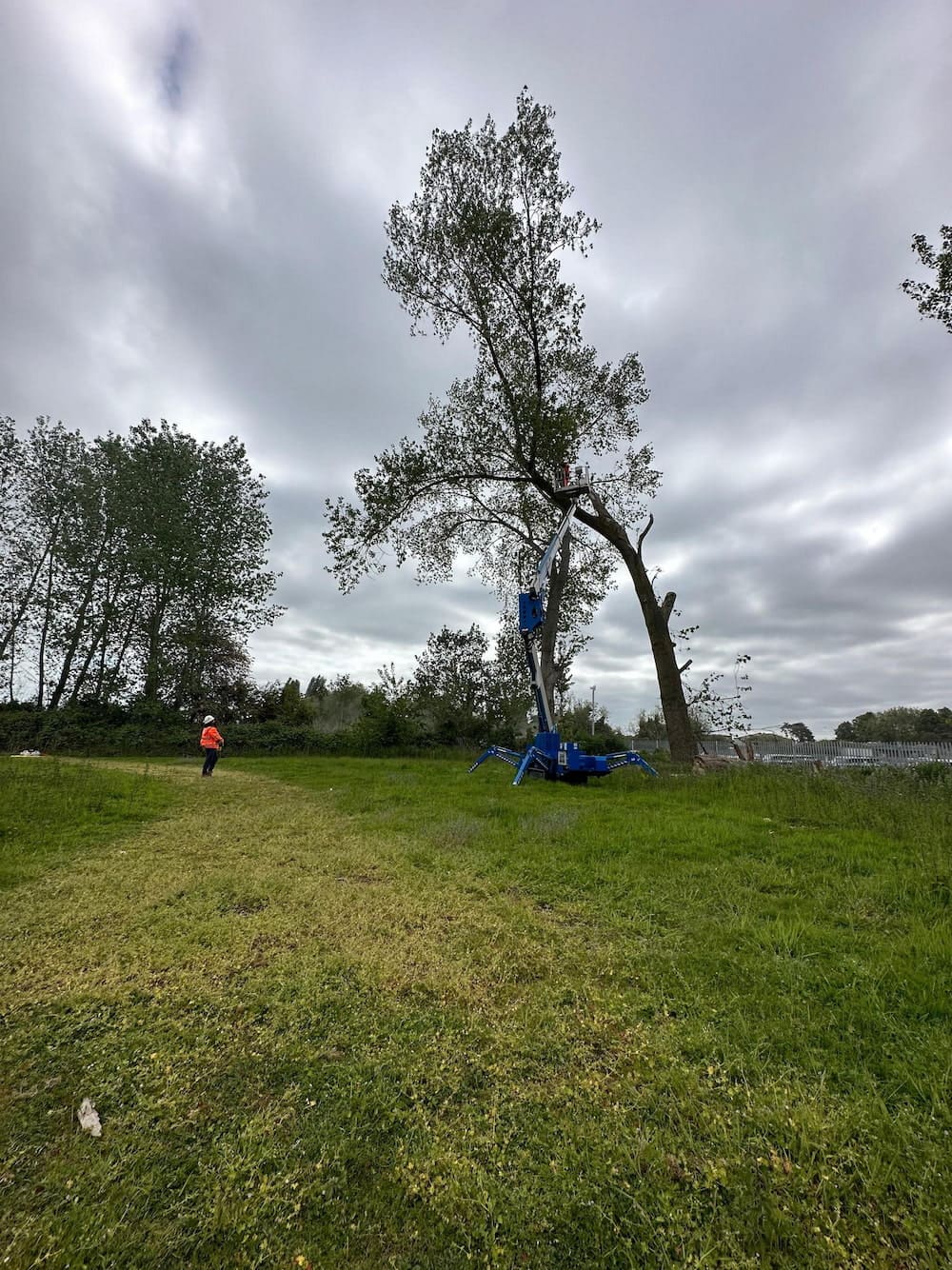 Man reaching the top of the tree with the help of the machine